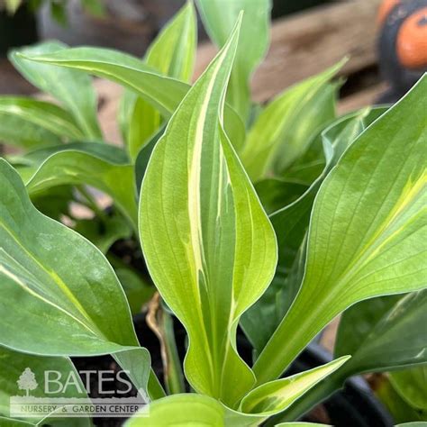 1 Hosta Yellow Polka Dot Bikini Green W Yellow Margins