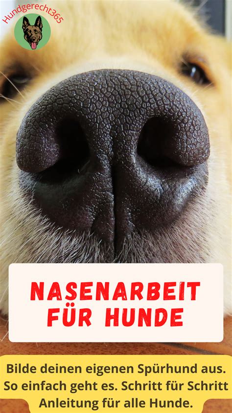 Pin Auf Hund