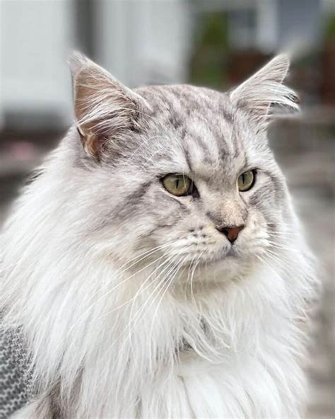 17 Silver Tabby Maine Coon Cats You’ll Love