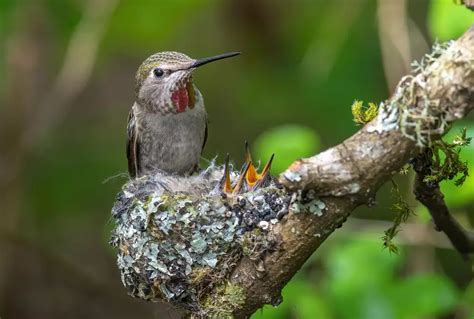 How To Feed A Baby Hummingbird My Bird Garden