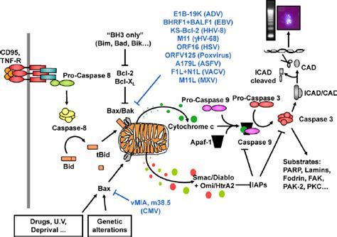 The Central Role Of Mitochondrion In Apoptosis And Modulation By Viral