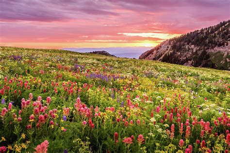 Wildflower Dawn Photograph By Anderson Outdoor Photos Fine Art America