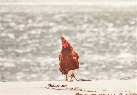 Monique la poule rousse de Guirec s en est allée Poulaillers