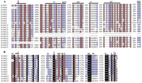 Genome Wide Identification Phylogeny Duplication And Expression