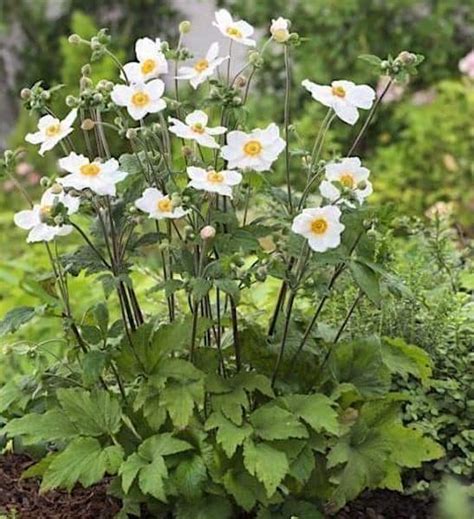 White Japanese Anemone Anemone Honorine Jobert Canada