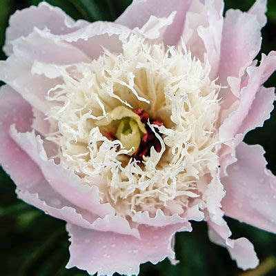 Perfect Peonies Favorite Varieties And Growing Guide Sunset