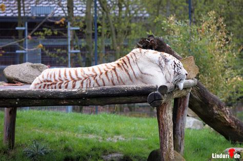 Besuch Im Tier Und Freizeitpark Th Le W Hrend Corona Tierisch Gut