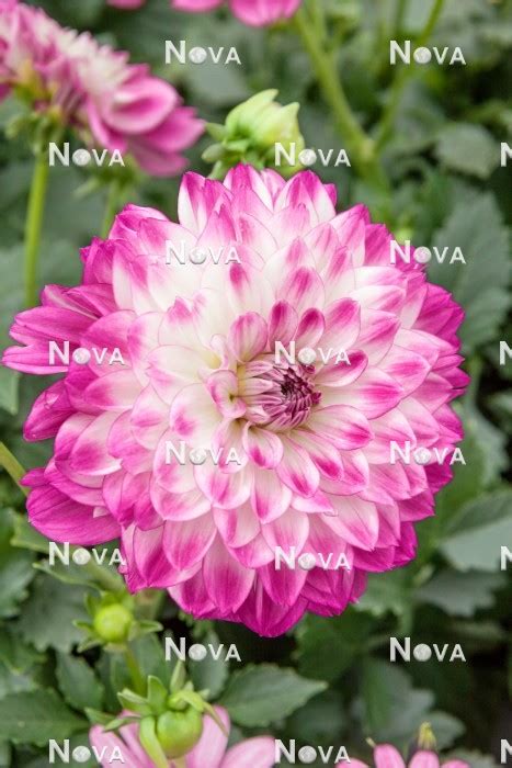 Dahlia Dalina ® Maxi Bonita