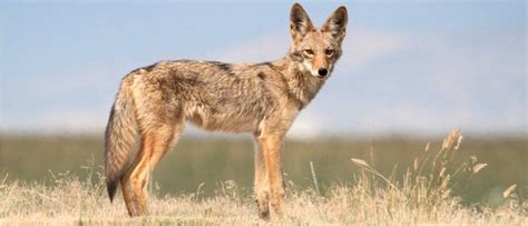 Coyote Size How Big Do Coyotes Get A Z Animals