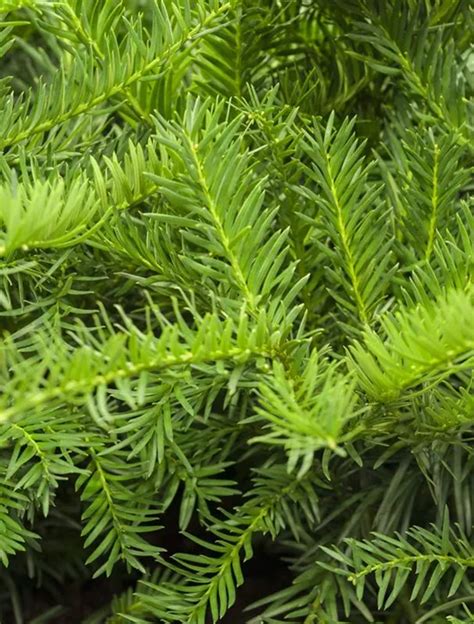 Taxus Baccata Repandens Tafeleibe Kisseneibe Garten Reiter GmbH