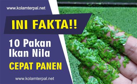 Cara Budidaya Ikan Nila Agar Cepat Besar Infoakuakultur