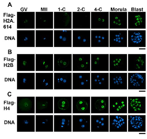 Incorporation Of Flag Tagged H2A 614 H2B And H4 Into Mouse Oocytes And