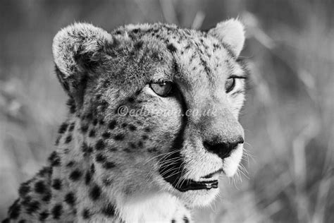 Black And White Cheetah