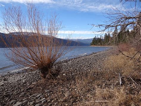 Ogopogo. The Monster of Okanagan Lake | Traquo