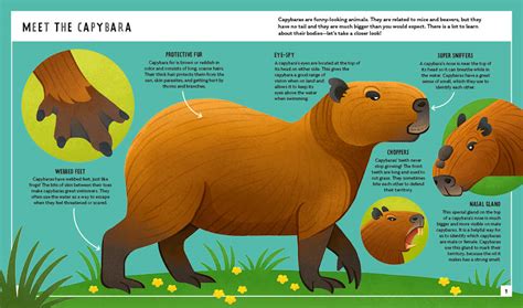 Capybara Young Zoologist Neon Squid