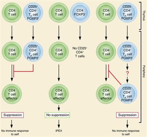 Jci The Origin Of Foxp Expressing Cd Regulatory T Cells Thymus Or