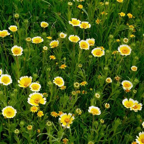 Tidy Tips Seeds Drought Resistant Wildflower Seed