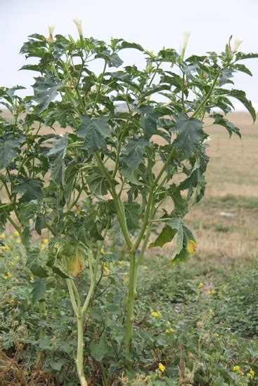 Jimsonweed Mizzou Weedid