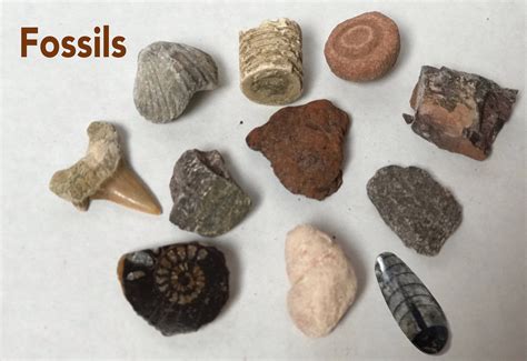 Fossil Collection – ScienceWiz