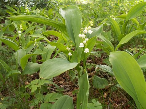 Liljekonval Convallaria Majalis Skoven I Skolen