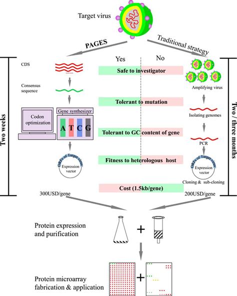 Rapid Production Of Virus Protein Microarray Using Protein Microarray