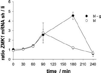 Time Dependent Differential Expression Of Zmk In Photostimulated