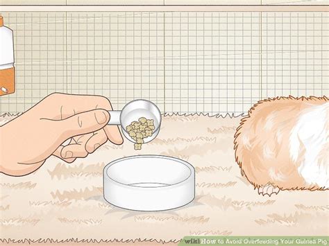 How To Avoid Overfeeding Your Guinea Pig Steps With Pictures