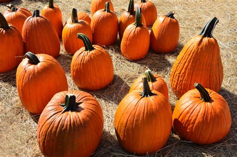 Free Images Fall Spooky Celebration Orange Harvest Produce Vegetable Autumn Holiday