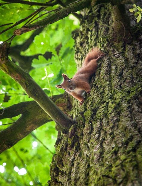 Tupai Hutan Hewan Pengerat Foto Gratis Di Pixabay Pixabay