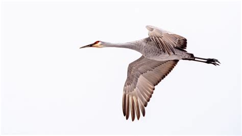 Sandhill Crane Sherburne National Wildlife Refuge Zimm Flickr