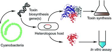 Heterologous Expression And Biochemical Characterisation Of Cyanotoxin