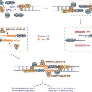 Overview Of Homologous Recombination Schematic Of Dna Double Strand