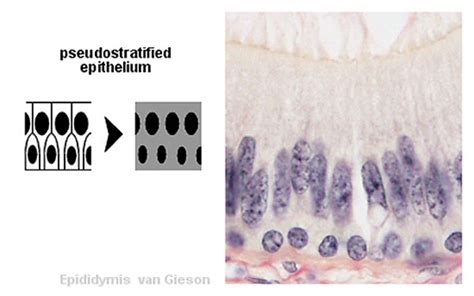 Bgda Practical Male Reproductive Tract Histology Embryology