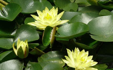 Wallpaper Yellow Water Lilies Green Leaves 2880x1800 Picture Image