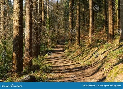 Trail in the woods stock photo. Image of foliage, outdoor - 245436268