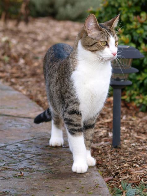 His name was SIVKO.......... | Pretty cats, Cats, Pup