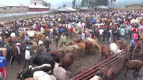 Etiyopya da Yılbaşı ve Kurban Bayramı Hazırlıkları Addis Haberler