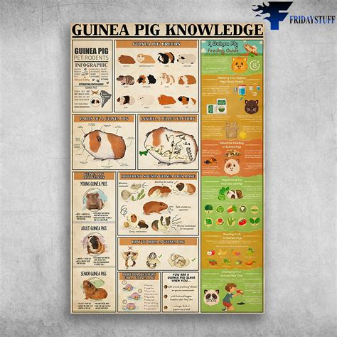 Guinea Pig Knowledge A Guinea Pig Feeding Guide - FridayStuff