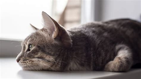 ¿está Deprimido Mi Gato 10 Señales De Un Gato Infeliz