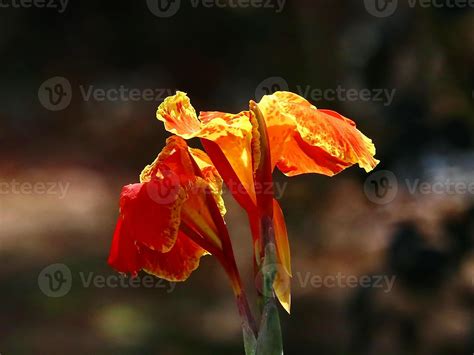 Indian Short Flower 1179959 Stock Photo At Vecteezy