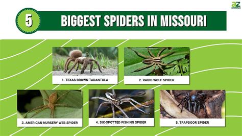 5 Of The Biggest Spiders In Missouri A Z Animals