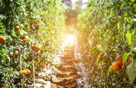 Quand Planter Des Tomates En Pleine Terre Artisan Fleuriste