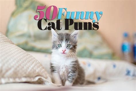 50 Cat Puns That Are Purr-fect - Parade Pets