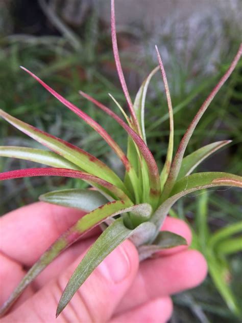 Tillandsia Brachycaulos Blushing Tillandsiabrachycaulos Tillandsia