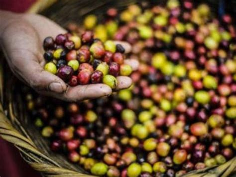 Catálogo reúne informações sobre cultivares de café arábica registradas