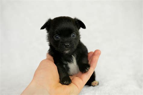Are Chihuahuas Easy to Train with Positive Reinforcement