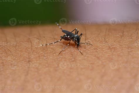 Mosquito On Human Skin Macro Photo Stock Photo At Vecteezy