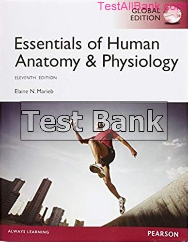 Essentials Of Human Anatomy And Physiology Global 11th Edition Marieb