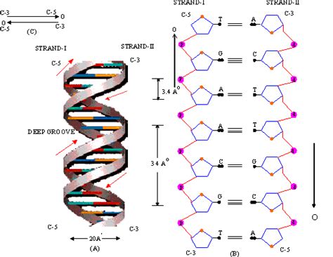 Diagram Of Watson And Crick Model Of Dna Double Helix Labele