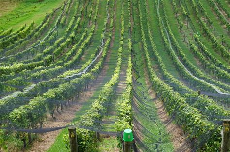 La Route Des Vins En Nouvelle Z Lande Autotour Nouvelle Zelande